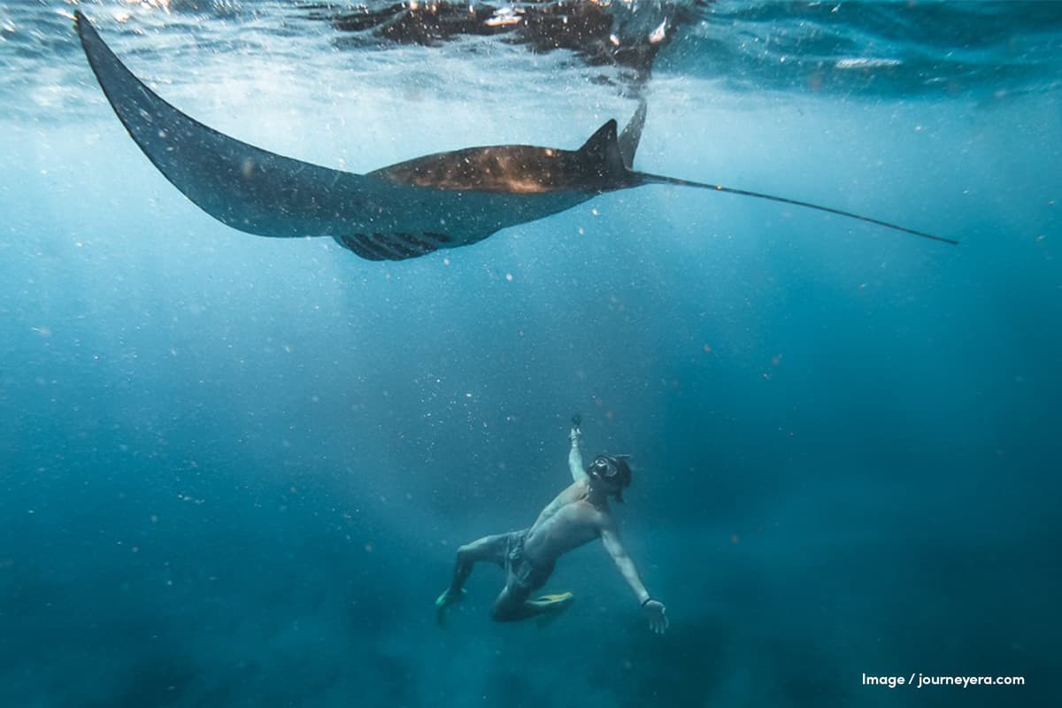 Unveiling The Wonders of Bali Diving
